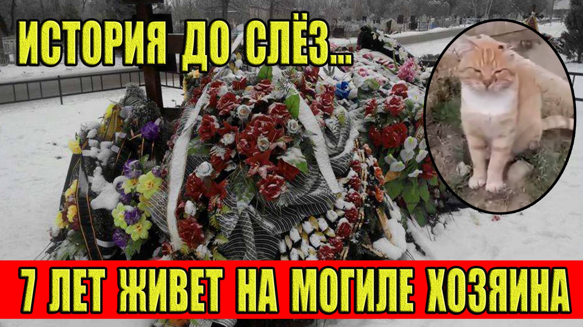 Рыжий кот уже 7 лет живет на могиле хозяина! История до слез... Новый Хатико...