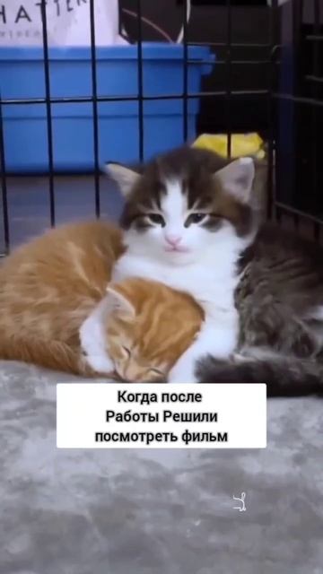 когда решили посмотреть вместе фильм #pov #котки