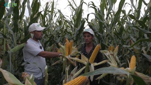 Маккажўхори Кукуруза Donana F1 FAO 600. +998993280080 #кукуруза #семена #silos #shorts #makkajuxori