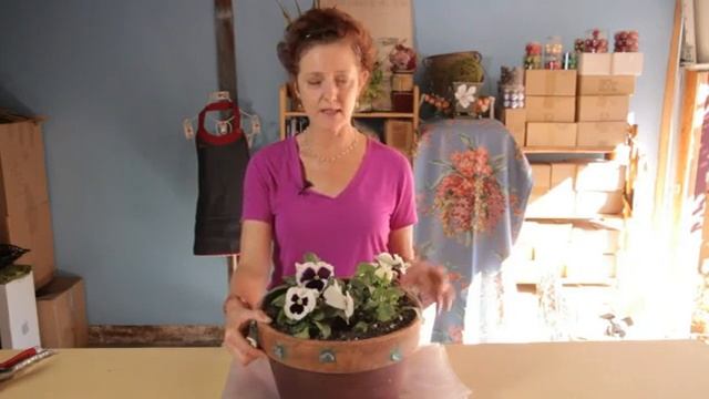 Winter Pansy Care