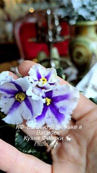 КФ-Вышью Доченьке я Василек. Пасынки прекрасно повторяют абсолютную химеру , полученную от сорта МТ