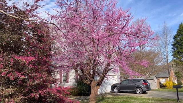 Top Spring Blooming Trees & Shrubs To Inspire Your Landscape 🌸  Unique MUST SEE Loropetalum Arbor