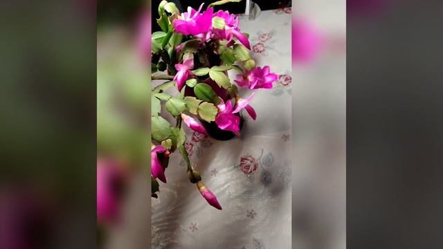 #shorts Яркое цветение декабриста, зигокактуса, шлюмбергера