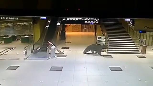 Медведи ходят по улицам Хабаровска.