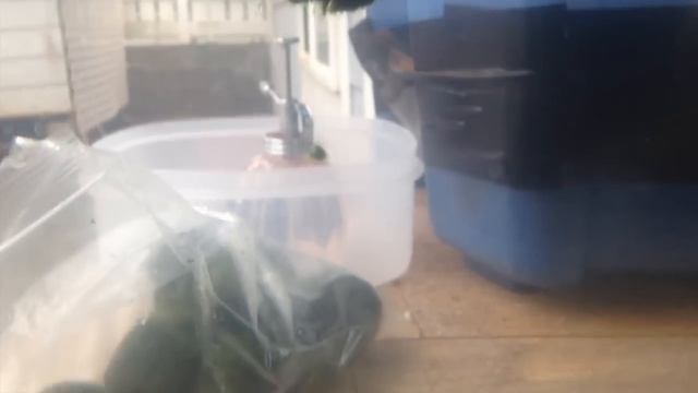 Marimo Moss Ball Unboxing and Aquarium