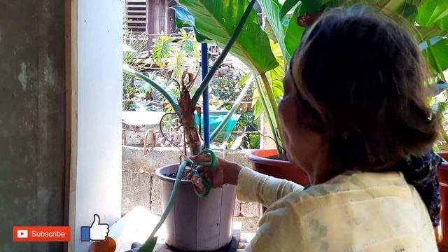 UPDATE: AGLAONEMA BURNED | BLOOMING CATTLEYA | REPOTTING THE CARDINAL | MAMA VICKYS CONTENT
