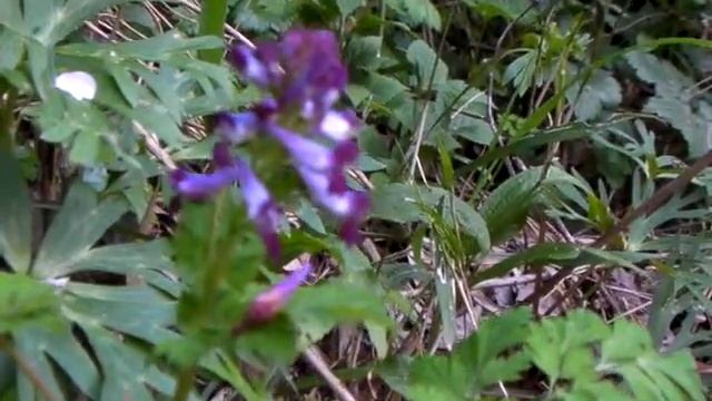 ムラサキケマン（レンジャー隊畑 2009/4/12）（学名：Corydalis incisa）