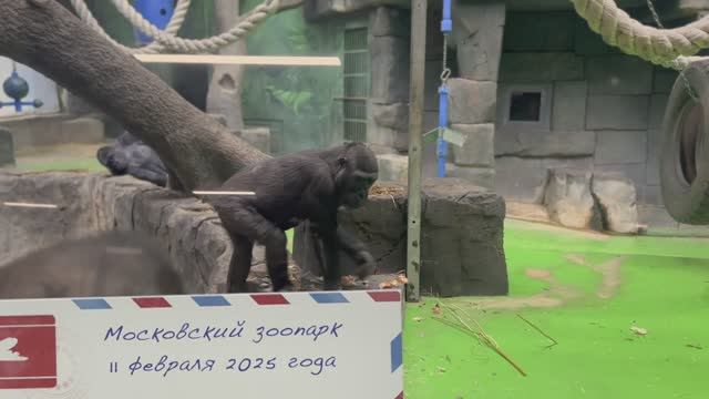 Московский зоопарк, 11 февраля 2025 года