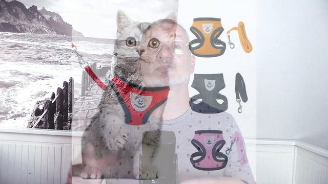 Кошка в городе.Прогулки на шлейке.