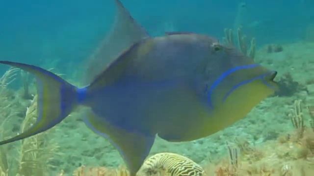 Grand Cayman March 18, 2014 Queen Triggerfish