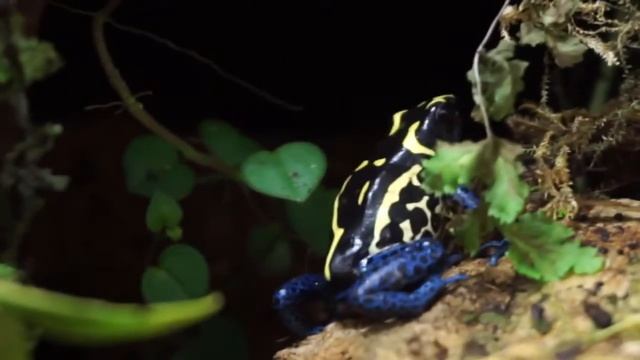Dendrobates tinctorius "Bakhuis".