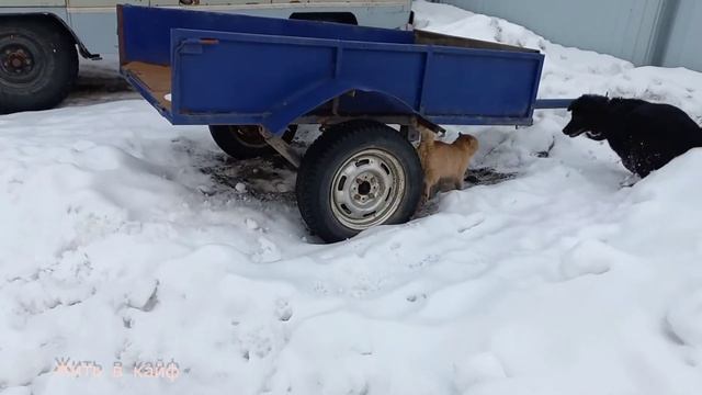 домашние питомцы веселятьсч