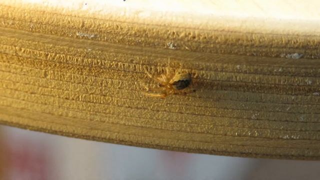 Is this a Missing Sector Spider? Zygiella x notata 191012