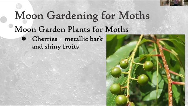 Moth Friendly Moon Gardens with Maryland Natives