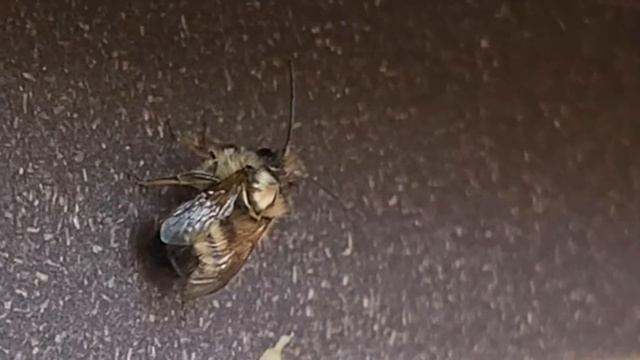Una Osmia timida
