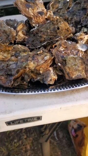 Giant Oysters from the south coast of NSW, CATCH AND COOK