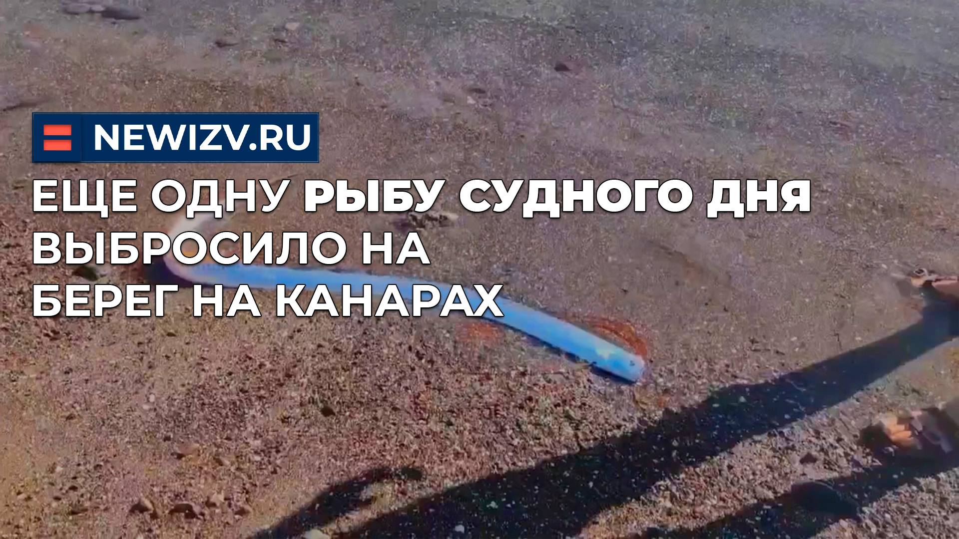 Еще одну Рыбу Судного дня выбросило выбросило на берег на Канарах