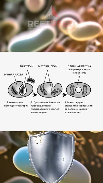 Симбиогенез: Секрет происхождения митохондрий и хлоропластов