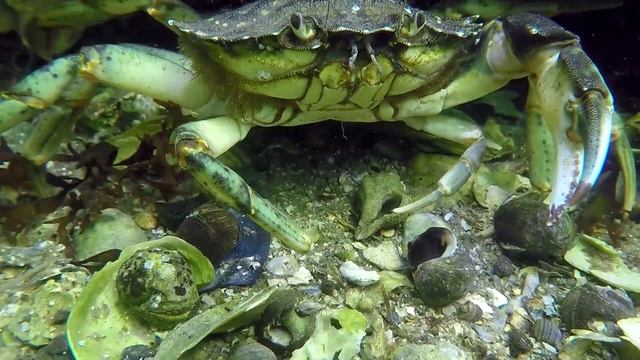 Green shore crab (Carcinus maenas) - Bergsediepsluis (Netherlands) 22-6-2022