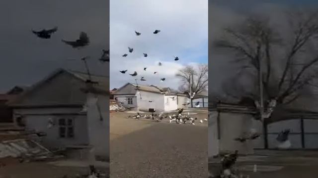 Голуби моего друга с Элисты.