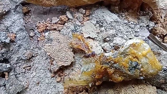 Odontoponera and Diacamma contest