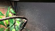 Baby Female Carpet Chameleon Eating a Cricket