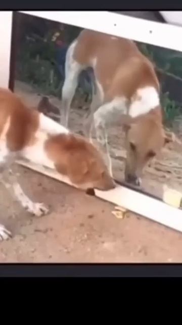 1000074129.mp4