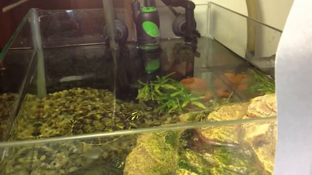 Trachemys scripta mangiano pellets