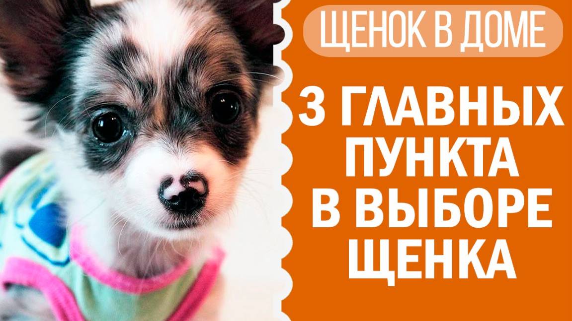 Как выбрать щенка? Чихуахуа Софи в помощь! 🐶🔍