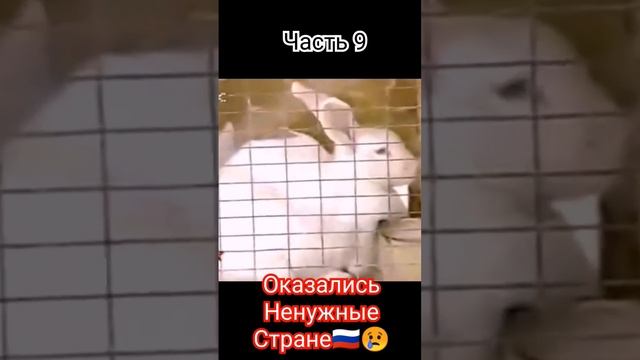часть 9! 😢🇷🇺Ненужные забытые ГЕРОИ😢ВОЙНА! Чечня! Гюрза и его рота! забытые временем герои! 😭