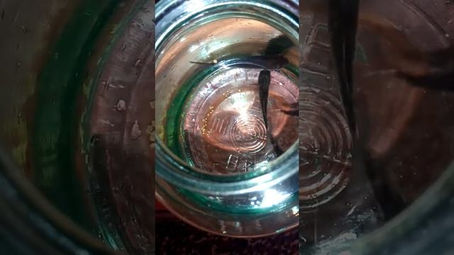 5 рыб умери 😰. Кормьошка.