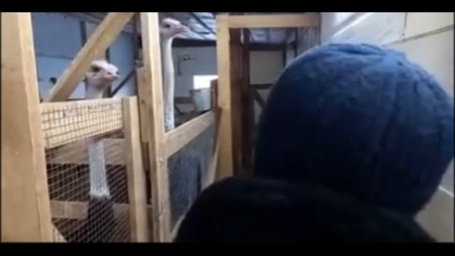 СМЕШНЫЕ ЖИВОТНЫЕ 2021 / СМЕШНЫЕ КОТЫ СОБАКИ / ЛУЧШИЕ ПРИКОЛЫ С КОТАМИ #12