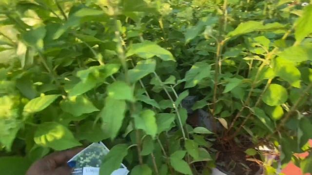 I Spent ☀️ at  Home Depot Garden Center. Here’s Why 😀!!
