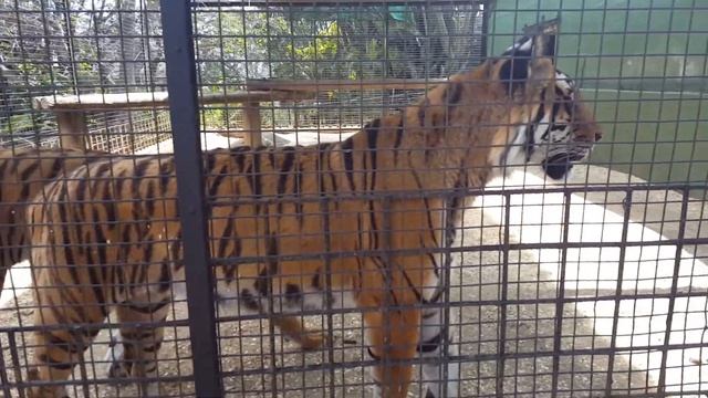Two tigers at the Natal Zoological Gardens