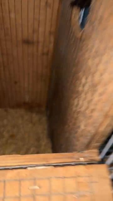 Breeding progress of nanday conure and sunconure. #birds #parrot