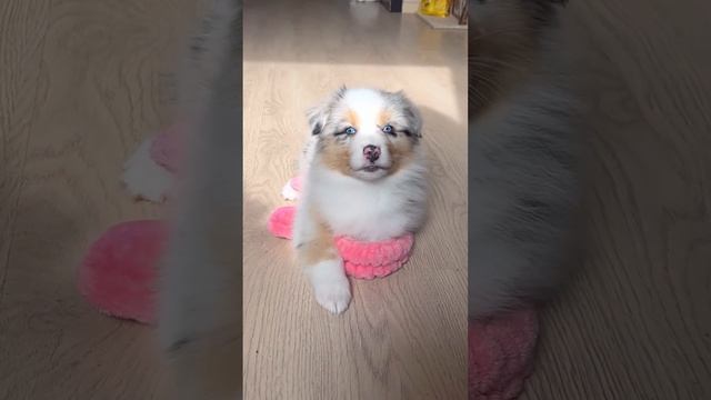 Две девочки Австралийской овчарки ждут хозяев ) Территориально Архангельск, доставка .89532675218