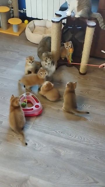 Шотландские золотые котята!