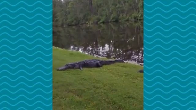 Ron Magill Watches a Turtle Escape an Alligator