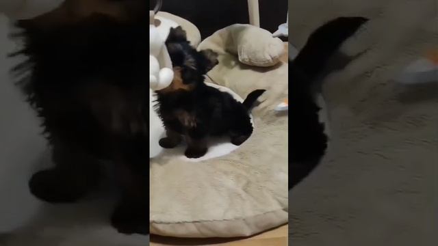 1000223945.mp4