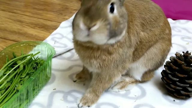 Вкусный ужин