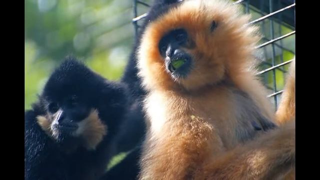 Yellow-cheeked gibbon