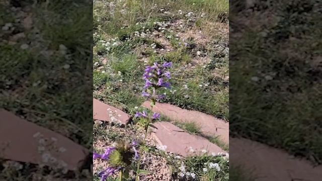 Hummingbird Moth