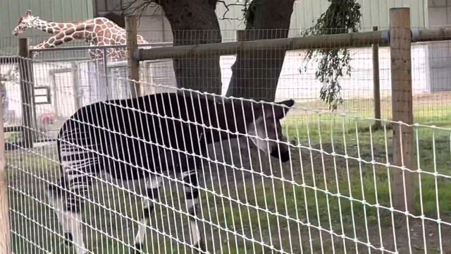 Wildlife Park Doncaster With Okapi