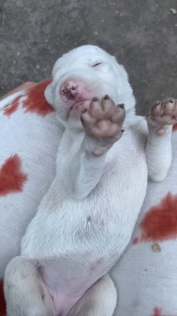 Meet the newest tiniest member of our family ❤️Snowy🥰