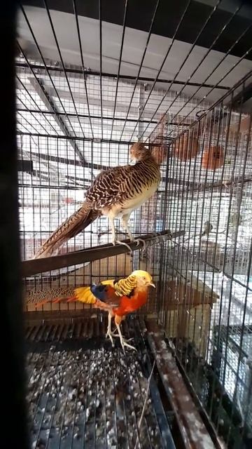 Pheasant/Golden pheasant #shorts #Goldenpheasant #Pheasant