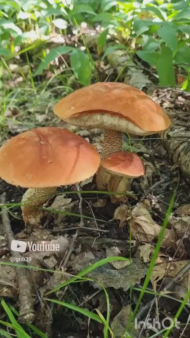 грибная семейка. ГРИБ ПОДОСИНОВИК, кругом. классный сбор грибов #shorts