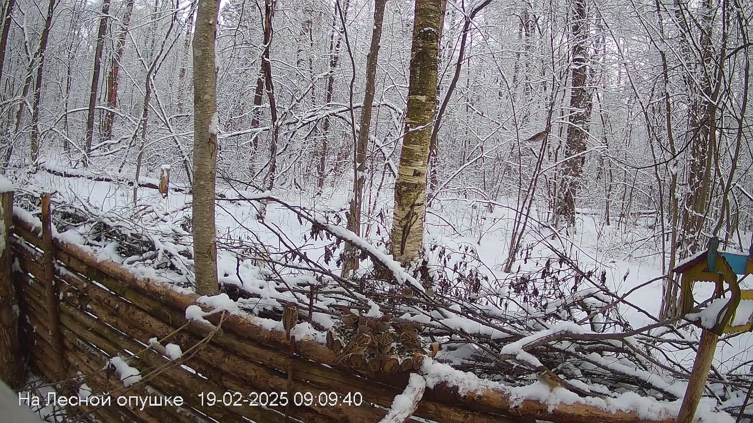 Зимний лес онлайн #Relaxing #природа #звуки леса #птицы #погода