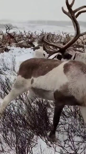 Домашние ручные олени авки любят поесть хлеб. #deer #reindeer #north #nomads #reindeernomads