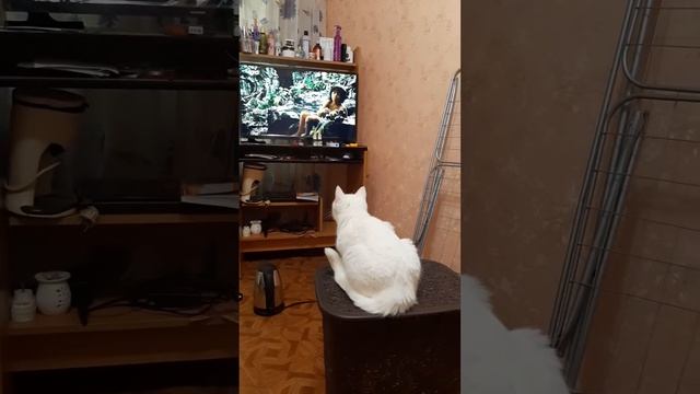Белка впервые смотрит кино