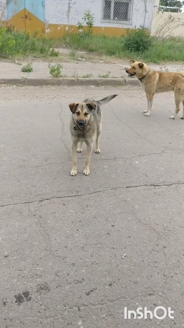 Про собак добрых...